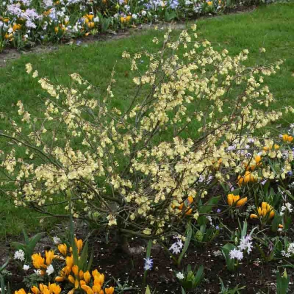 Corylopsis pauciflora - Avellano de Japón