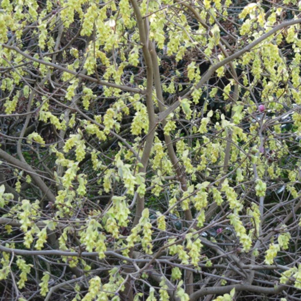 Corylopsis spicata - Avellano de invierno