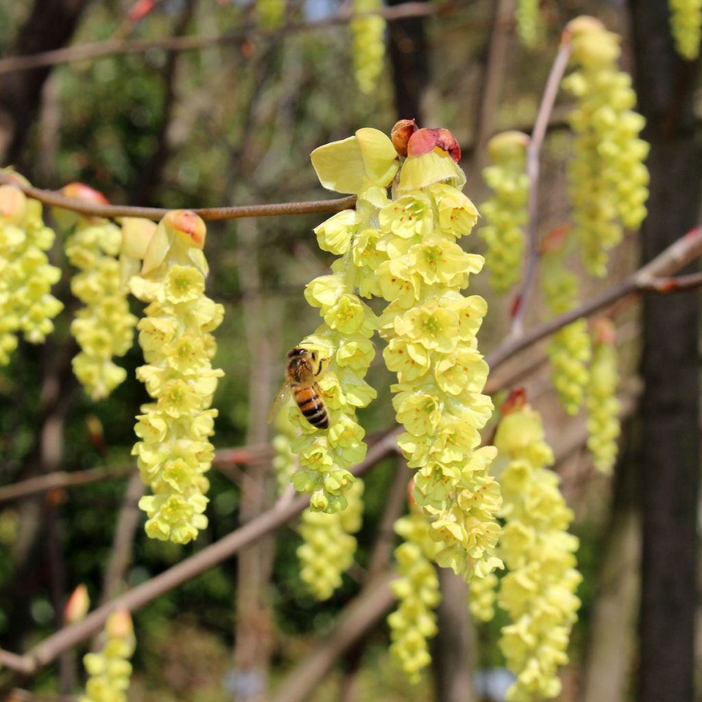 Corylopsis sinensis var. sinensis- Avellano Chino