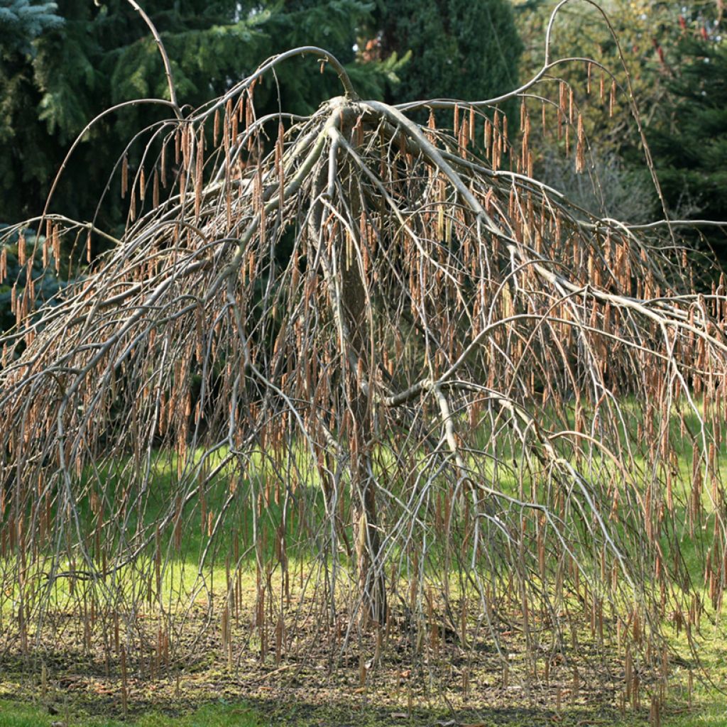 Corylus avellana Pendula - Avellana