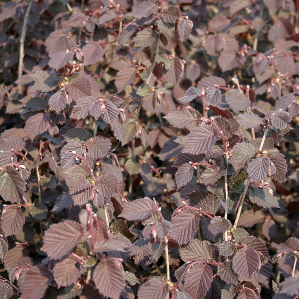 Corylus avellana Syrena - Avellana