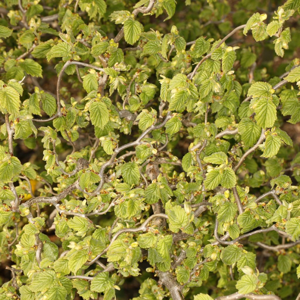 Corylus avellana Twister - Avellana