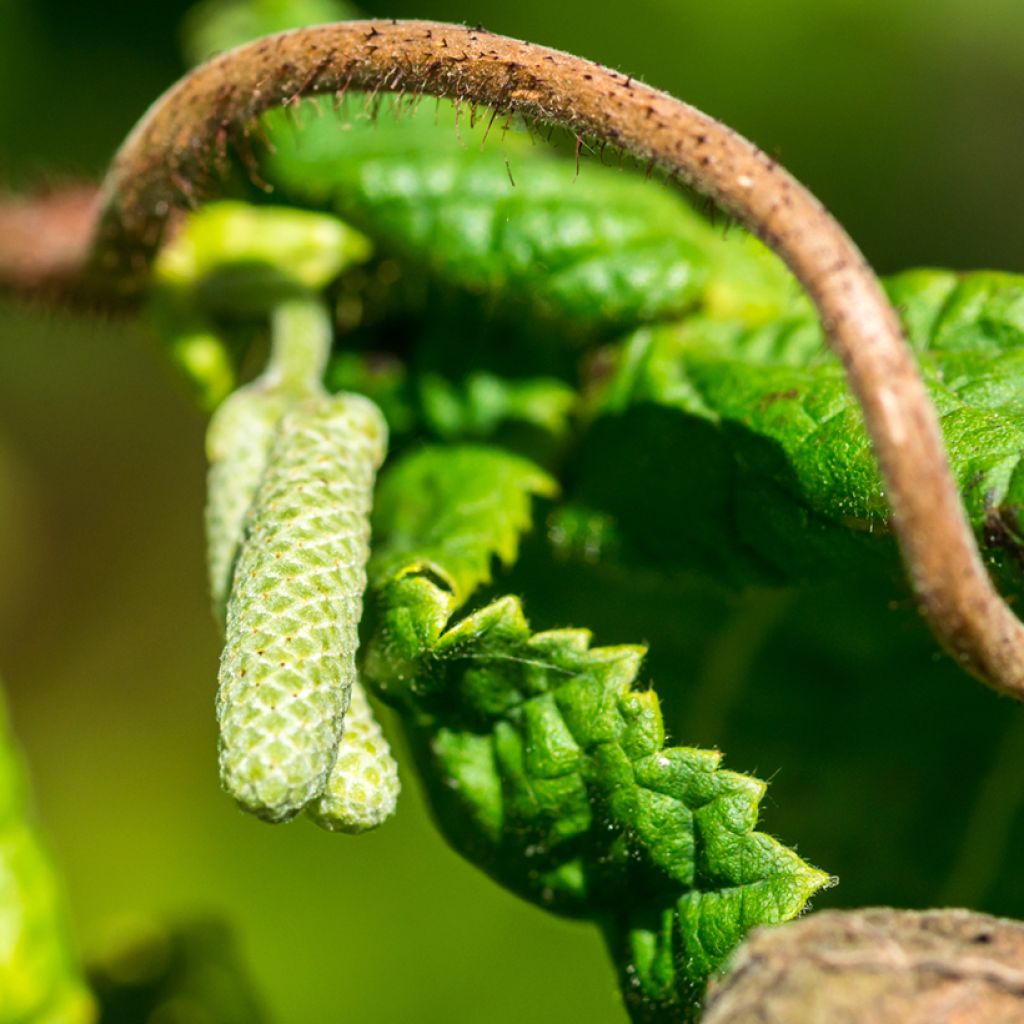Corylus avellana Medusa - Avellana