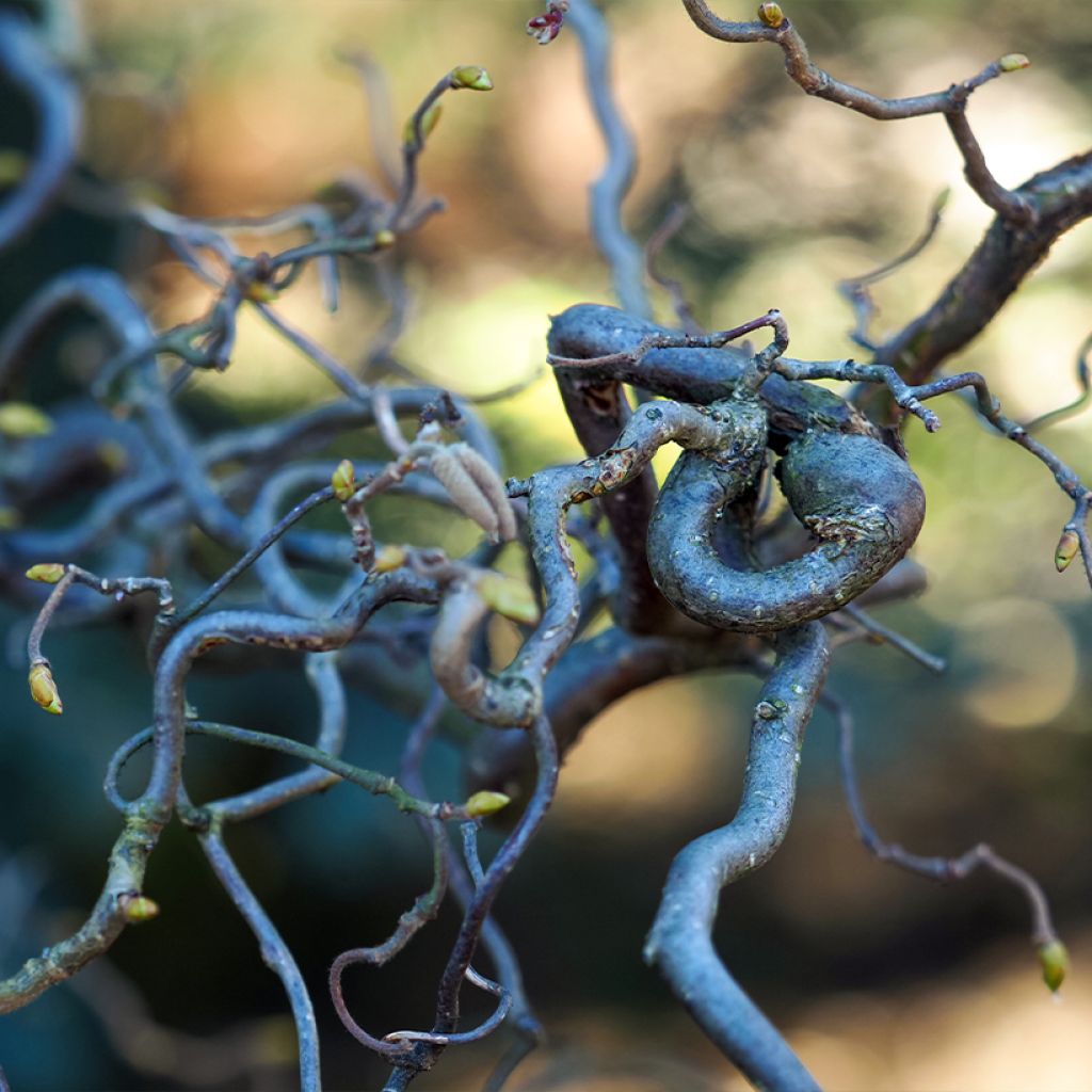 Corylus avellana Medusa - Avellana
