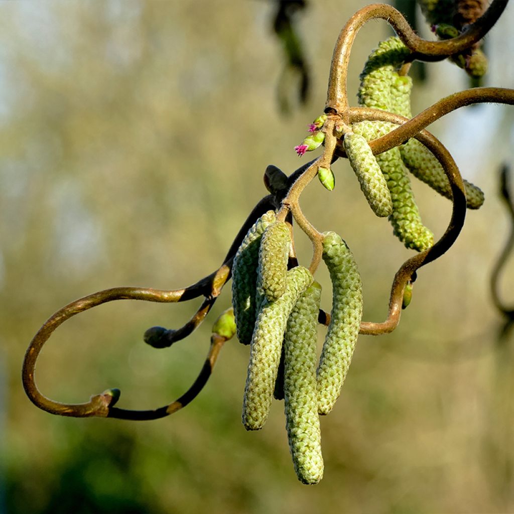 Corylus avellana Medusa - Avellana