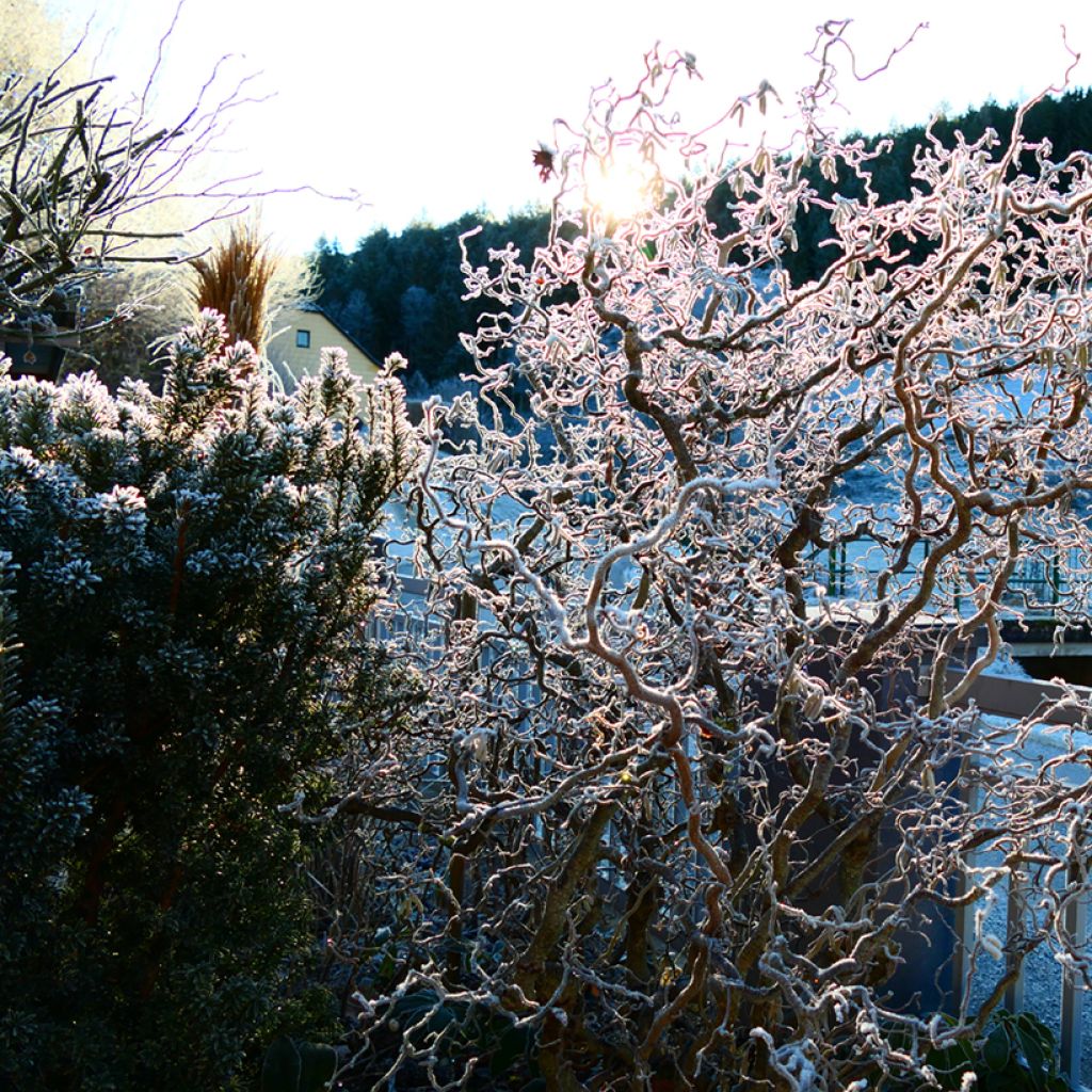 Corylus avellana Medusa - Avellana