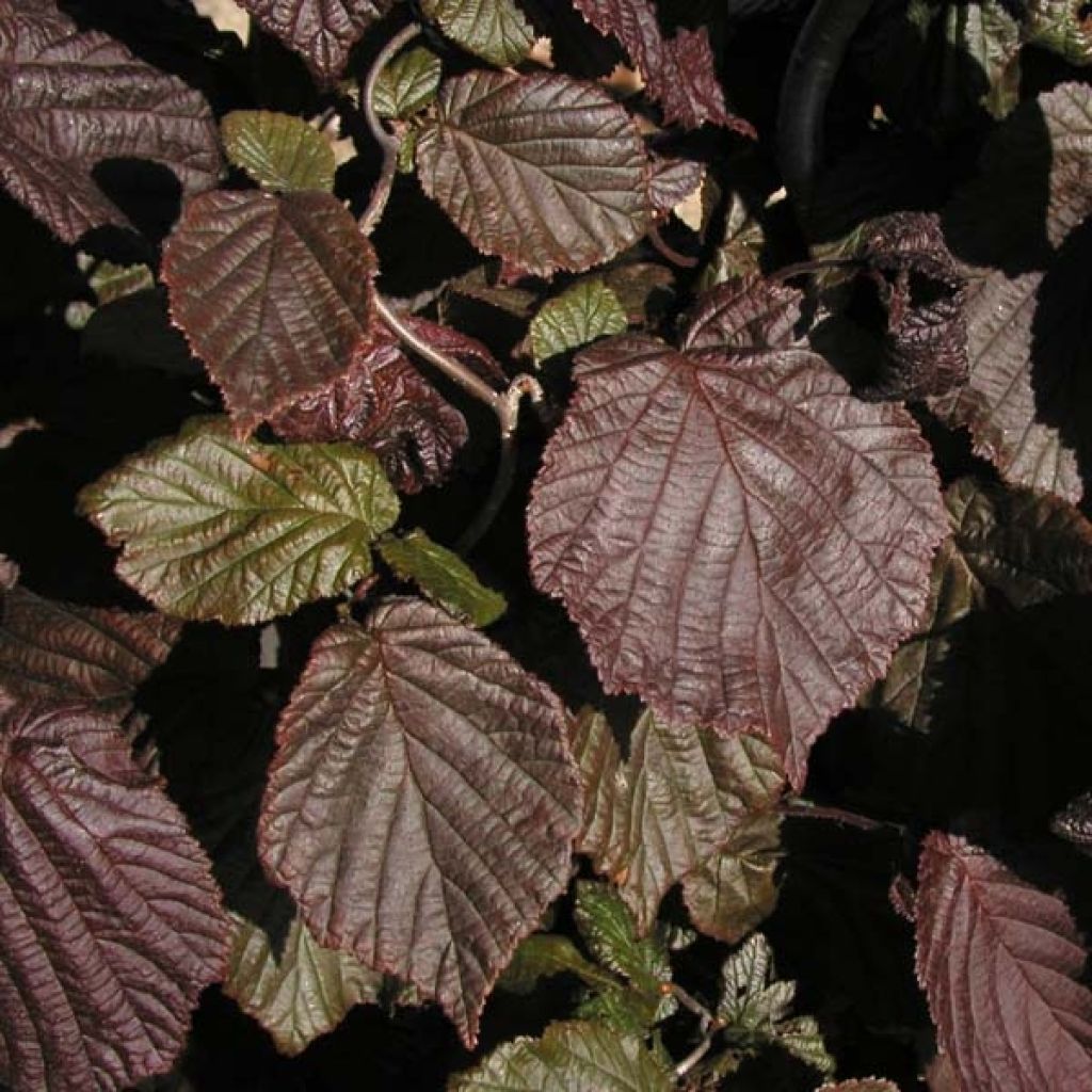Corylus avellana Red Majestic - Avellana