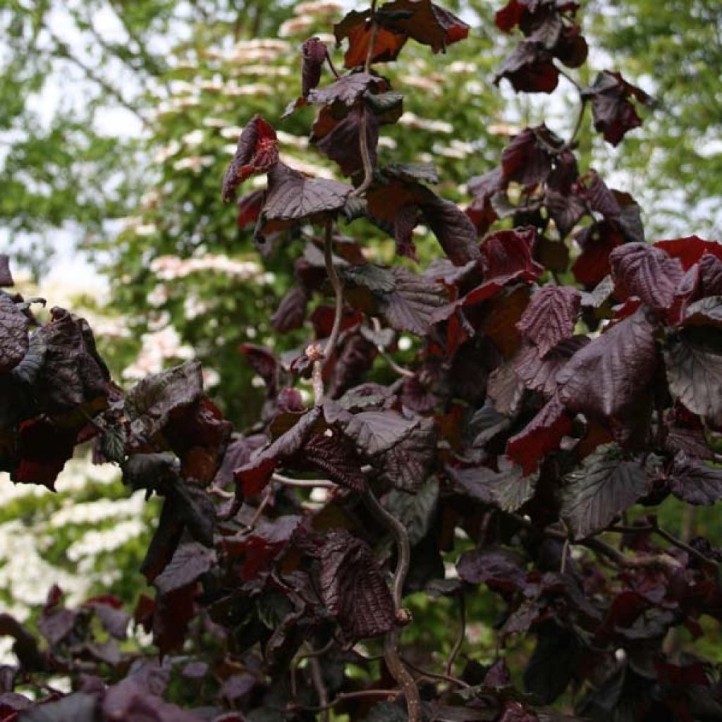Corylus avellana Red Majestic - Avellana