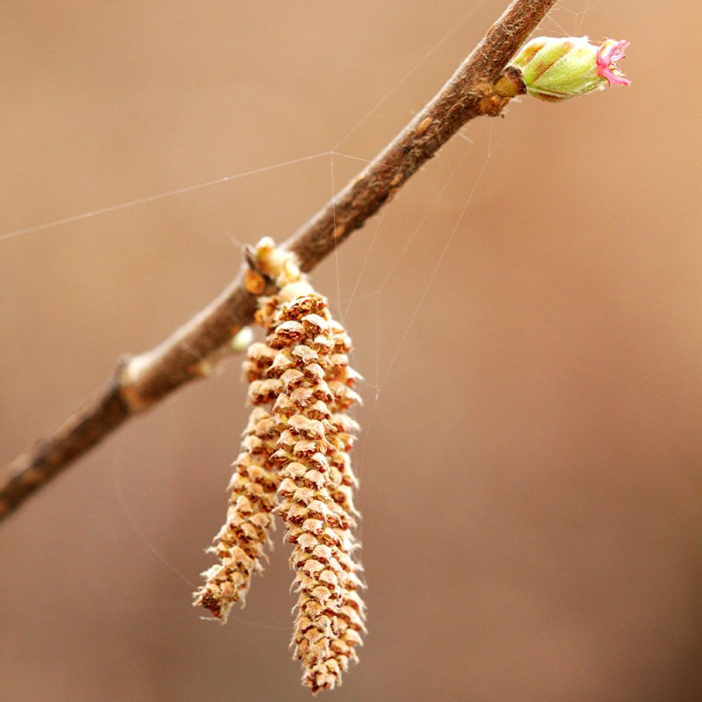 Avellano de Japon - Corylus sieboldiana
