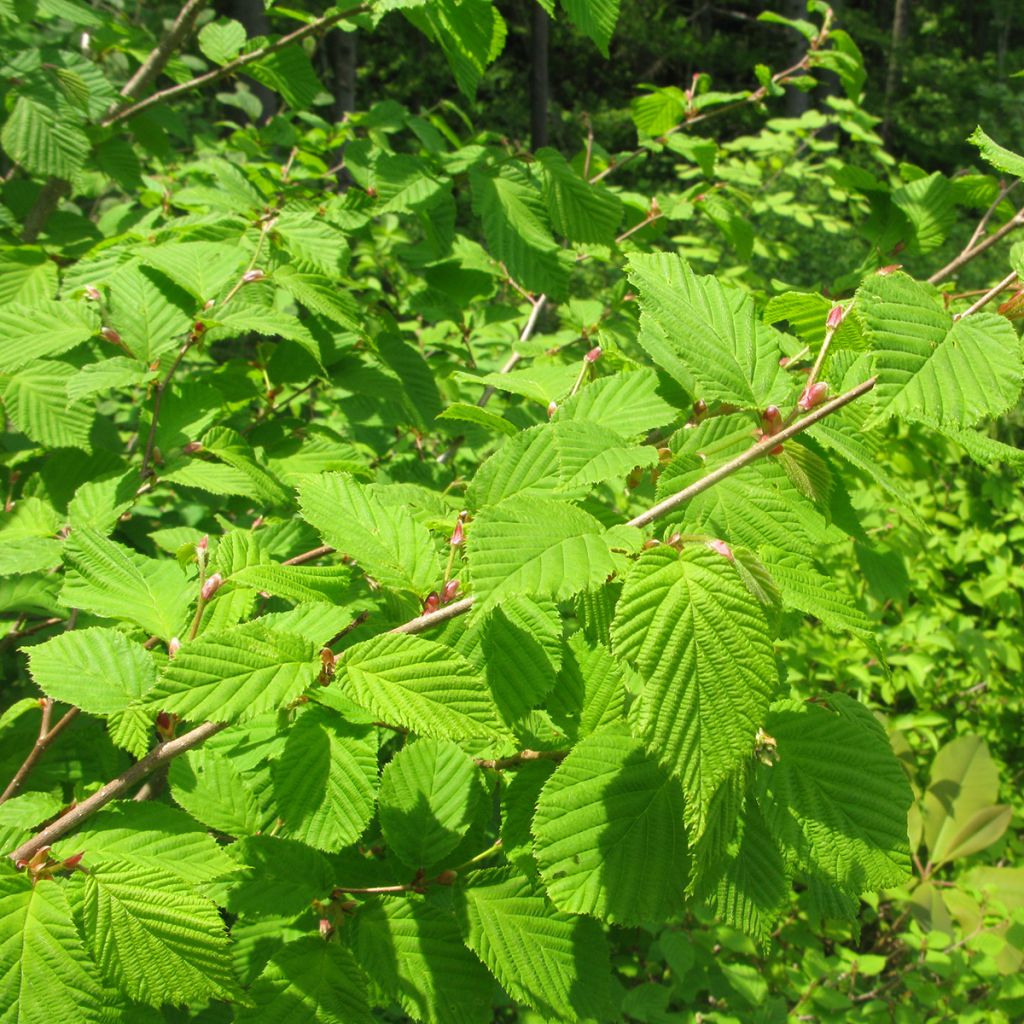 Avellano de Japon - Corylus sieboldiana