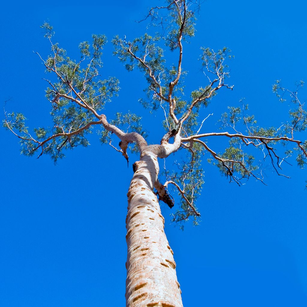 Corymbia citriodora - Eucalipto limón