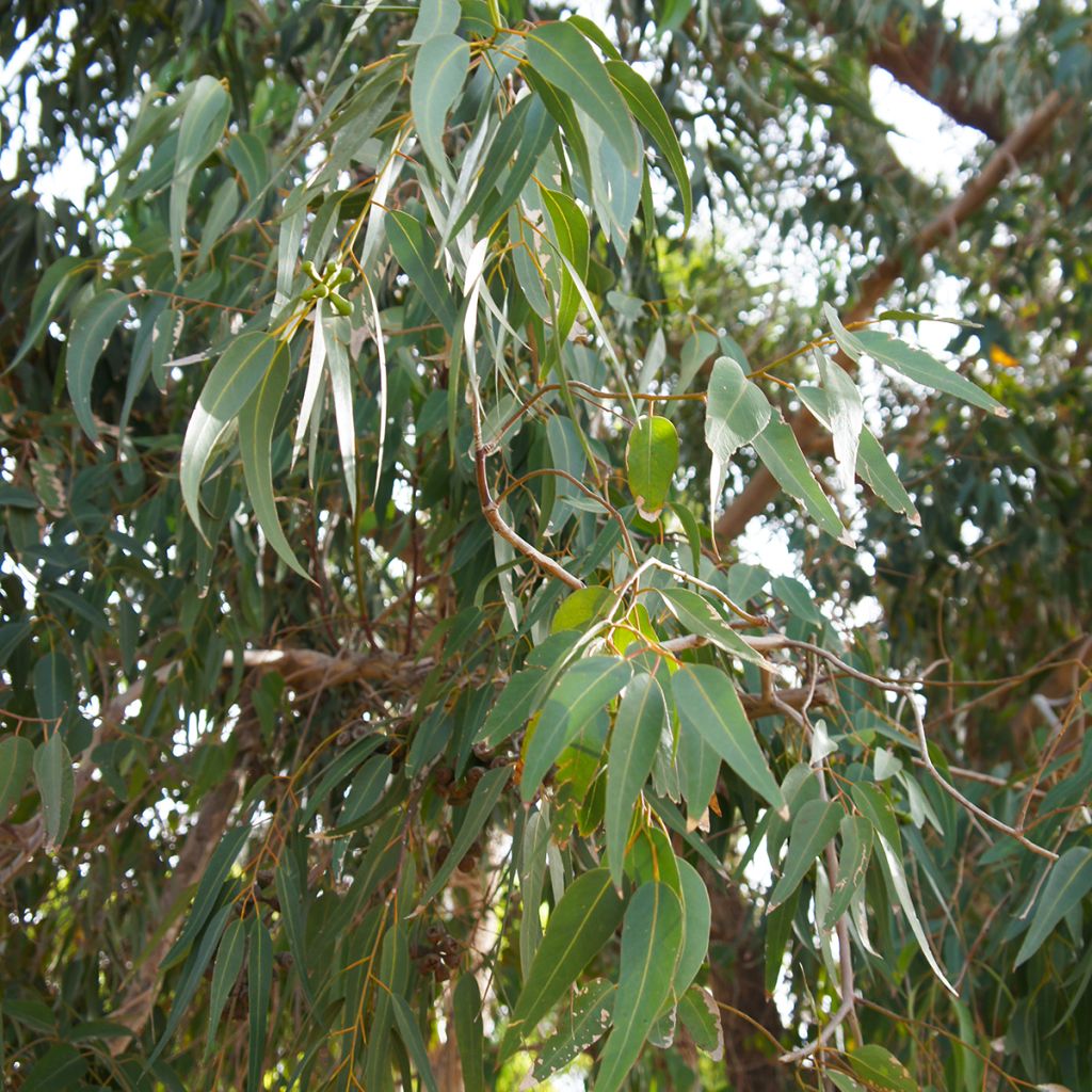 Corymbia citriodora - Eucalipto limón