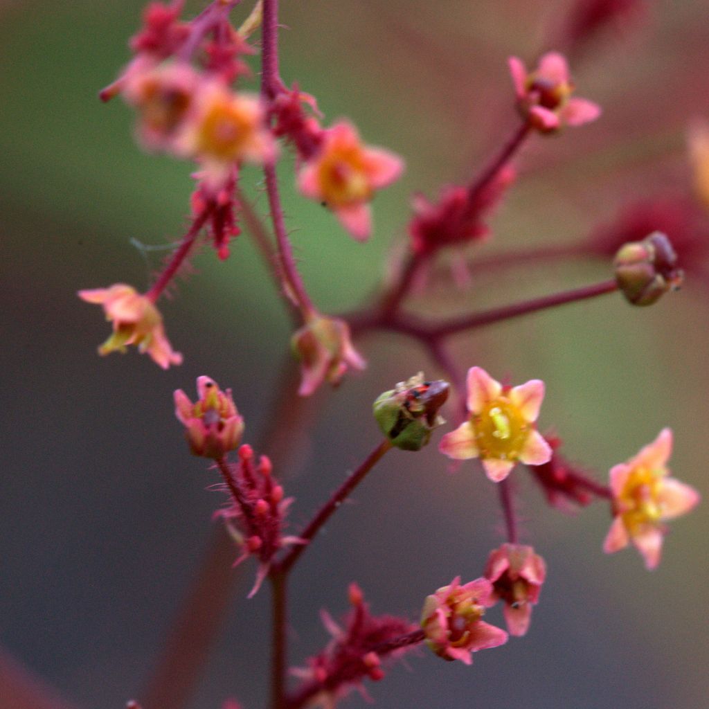 Cotinus Grace - Árbol de las pelucas