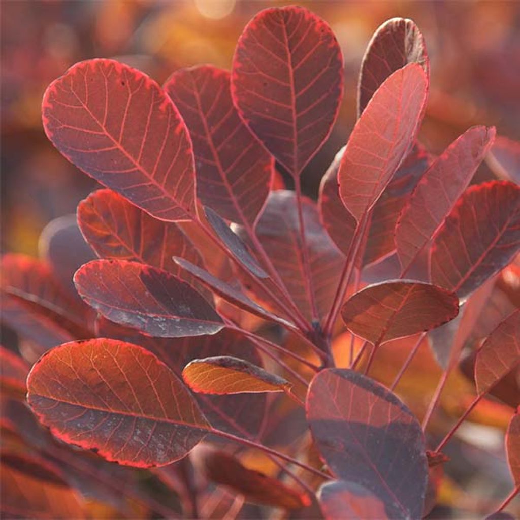 Árbol de las pelucas Lilla - Cotinus coggygria