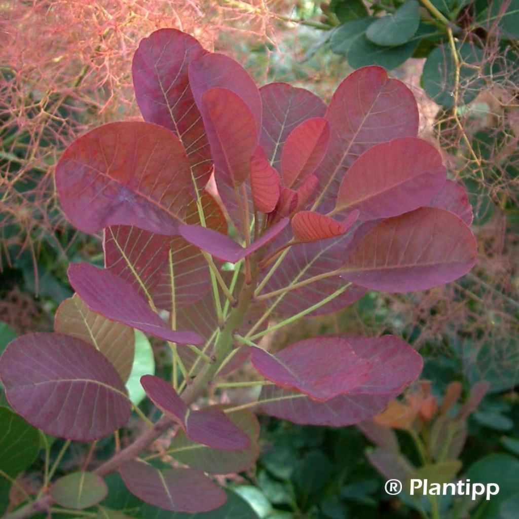Árbol de las pelucas Red Spirit - Cotinus coggygria