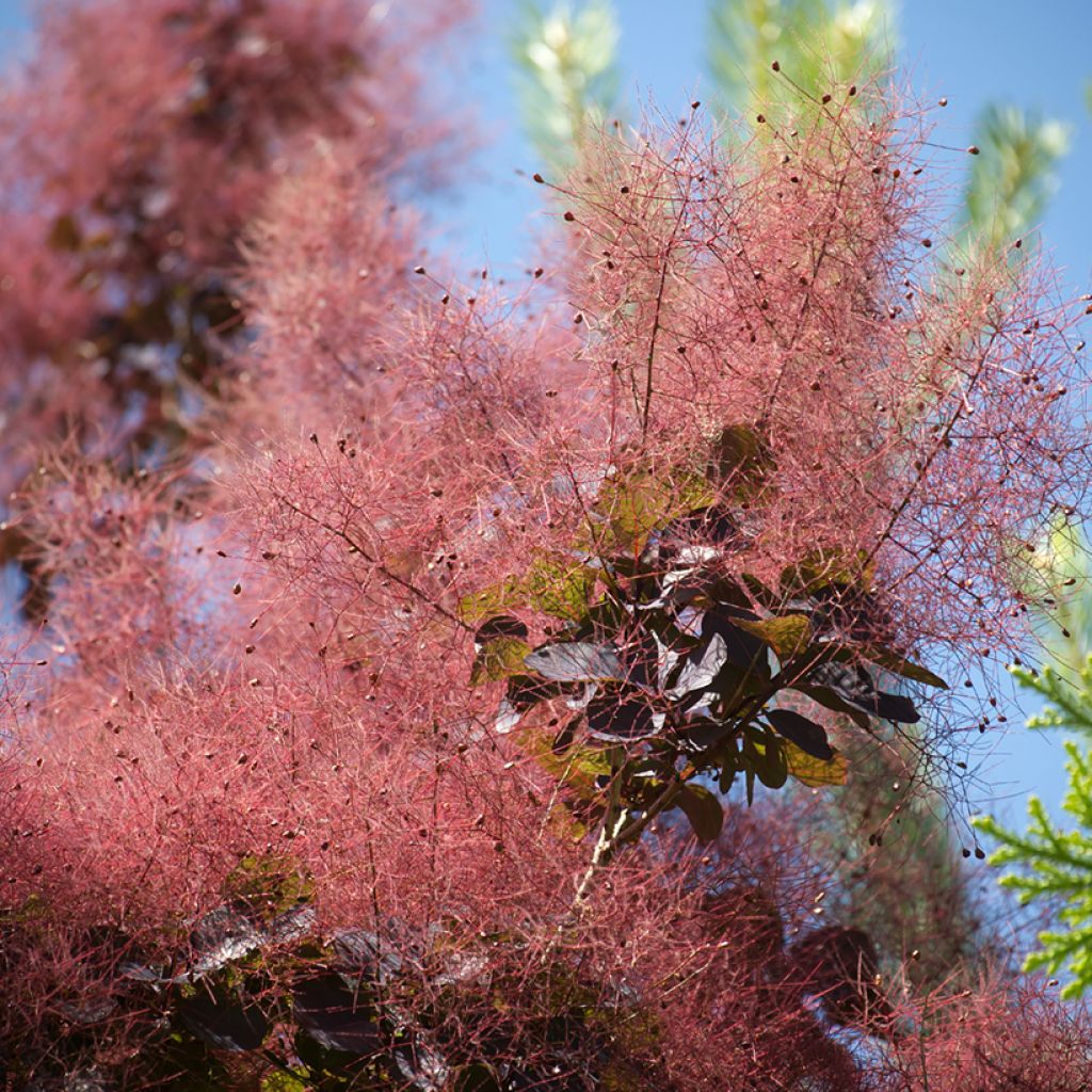Árbol de las pelucas Royal Purple - Cotinus coggygria