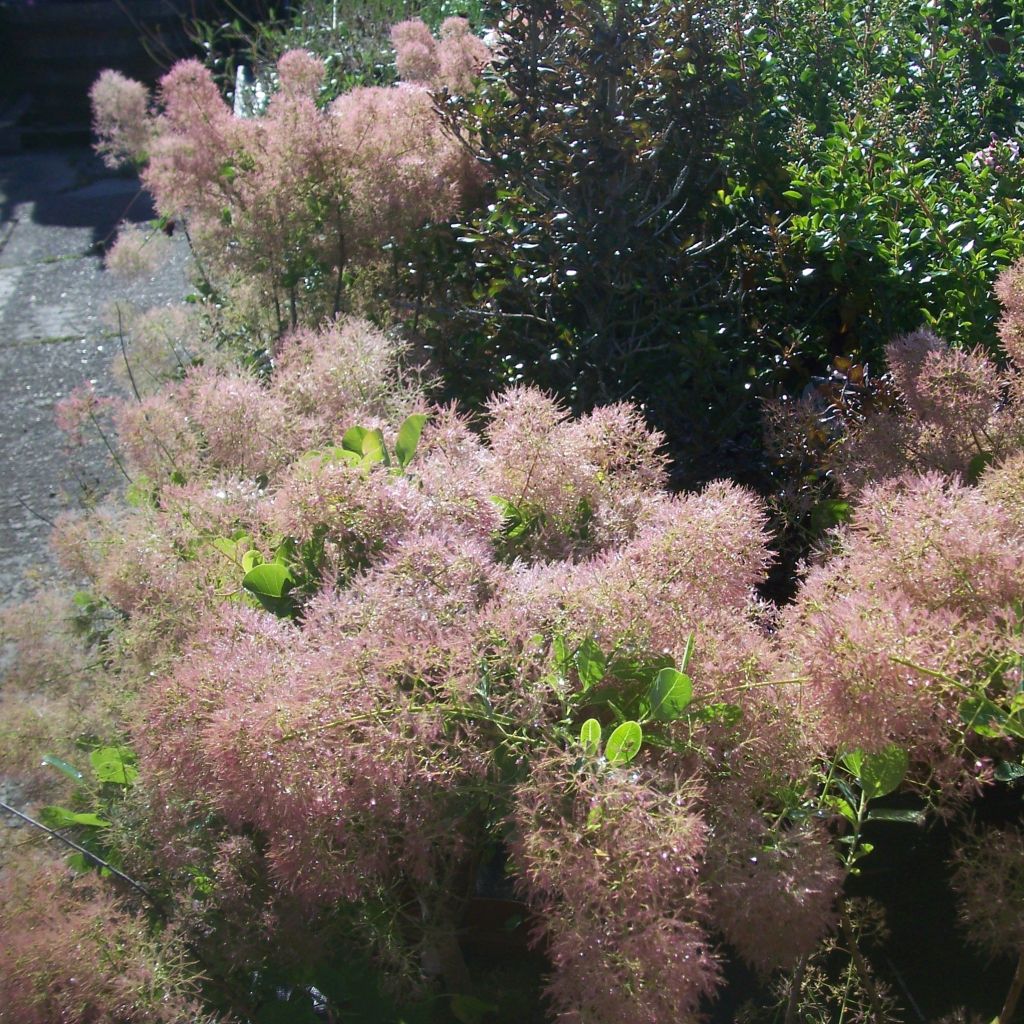 Árbol de las pelucas Young Lady - Cotinus coggygria
