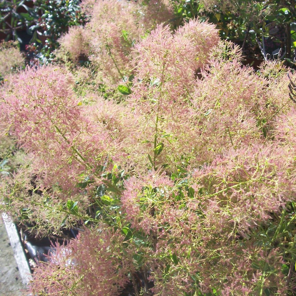 Árbol de las pelucas Young Lady - Cotinus coggygria