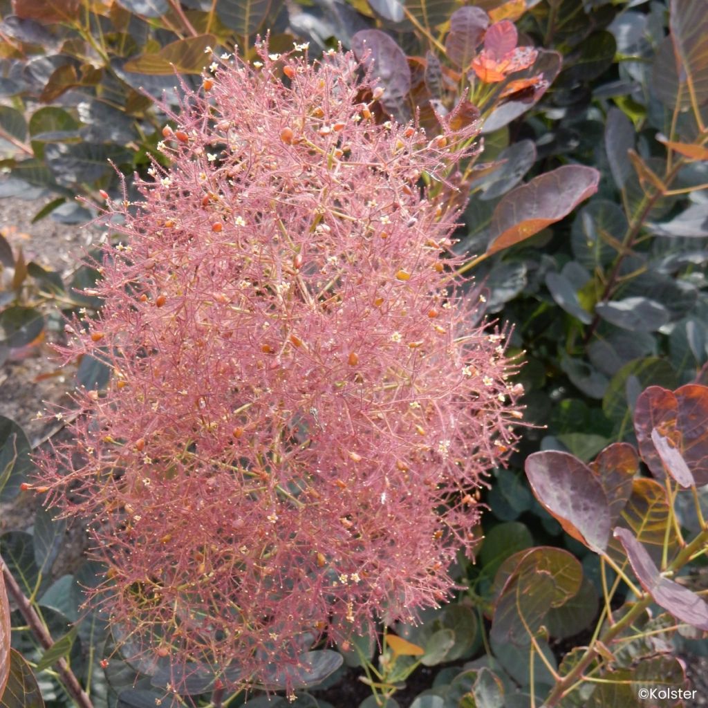 Cotinus coggygria Magical Torch - Árbol del humo