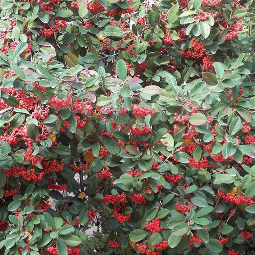 Cotoneaster lacteus