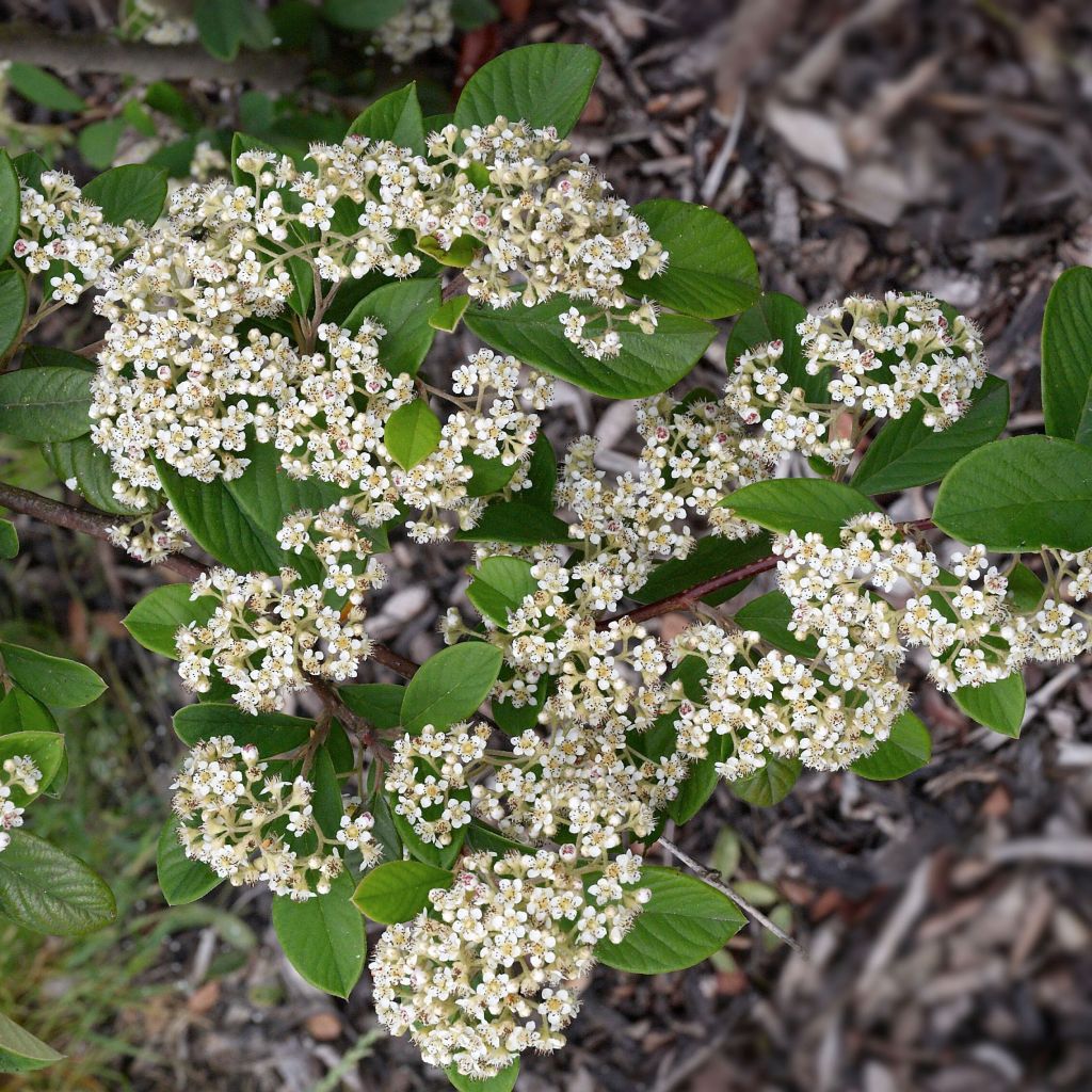 Cotoneaster lacteus