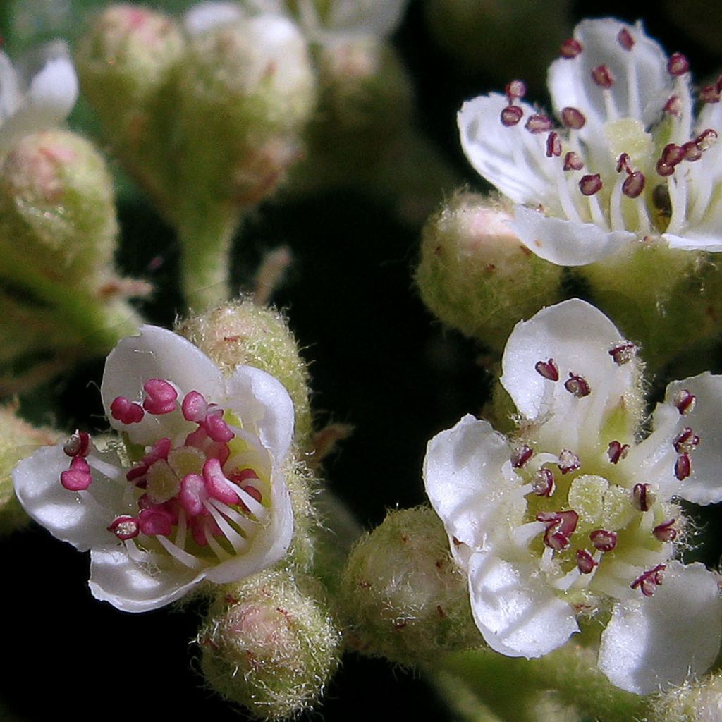 Cotoneaster lacteus