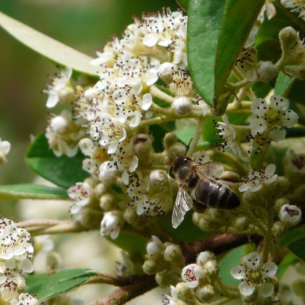 Cotoneaster lacteus