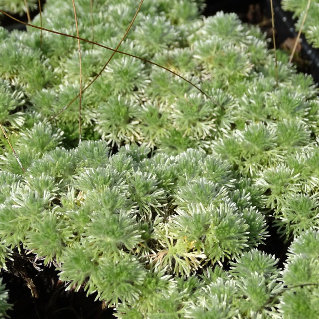 Cotula hispida