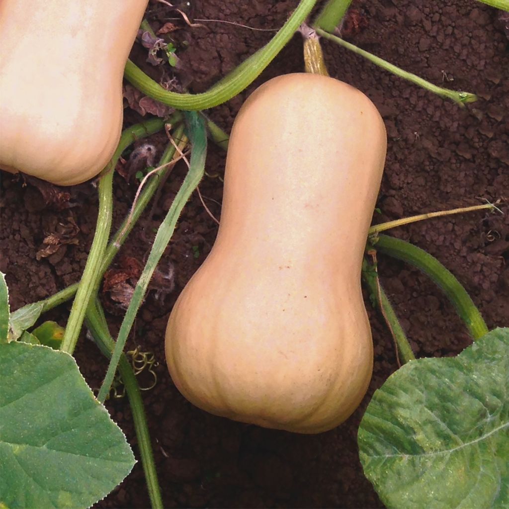 Courge Butternut Havana F1