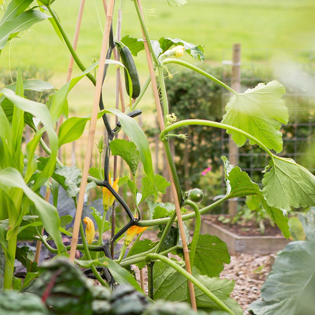 Calabacín Ola Escaladora F1 BIO grimpante