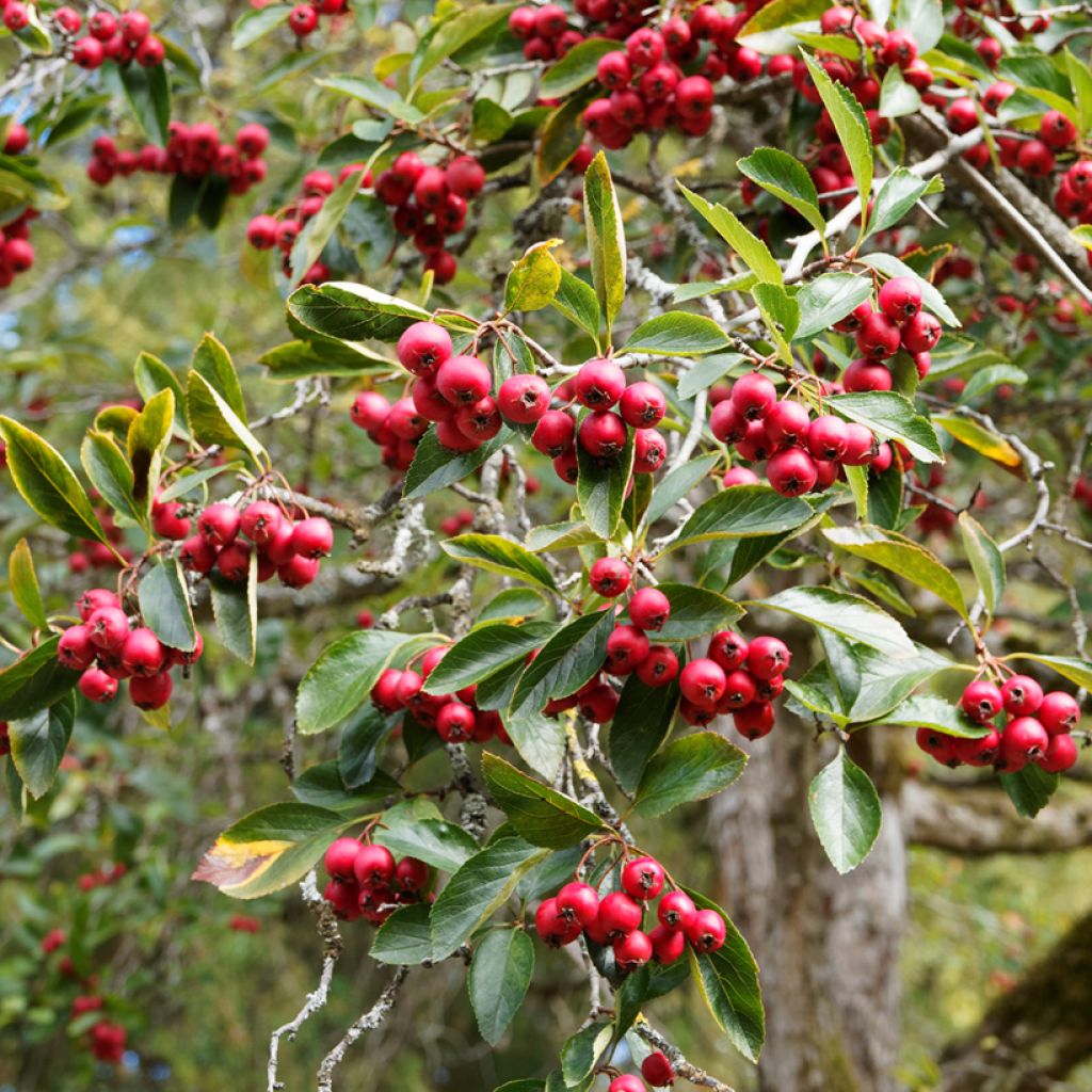 Espino de espolones - Crataegus crus-galli