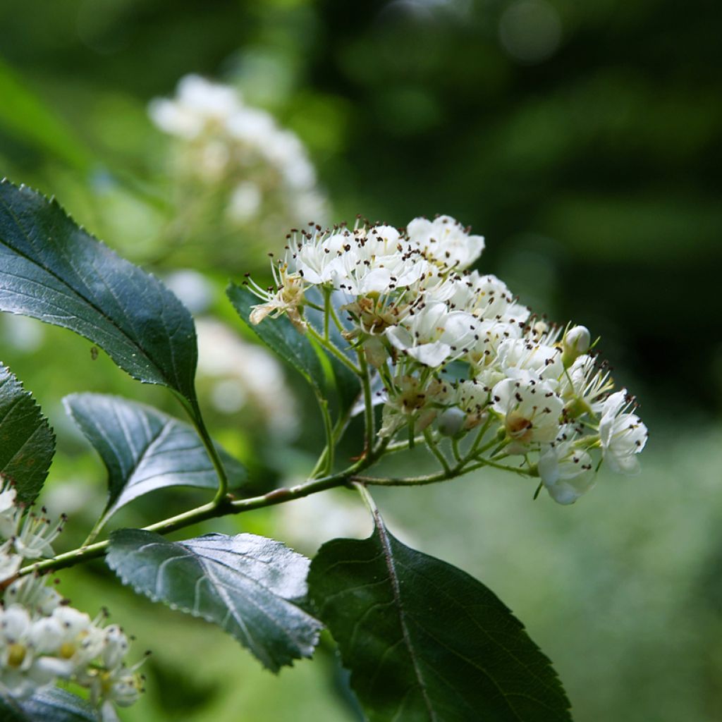Espino de espolones - Crataegus crus-galli