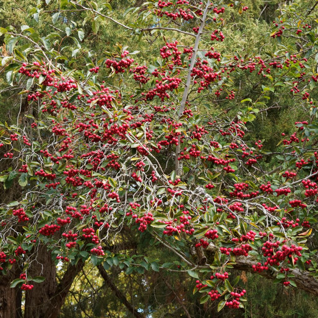 Espino de espolones - Crataegus crus-galli