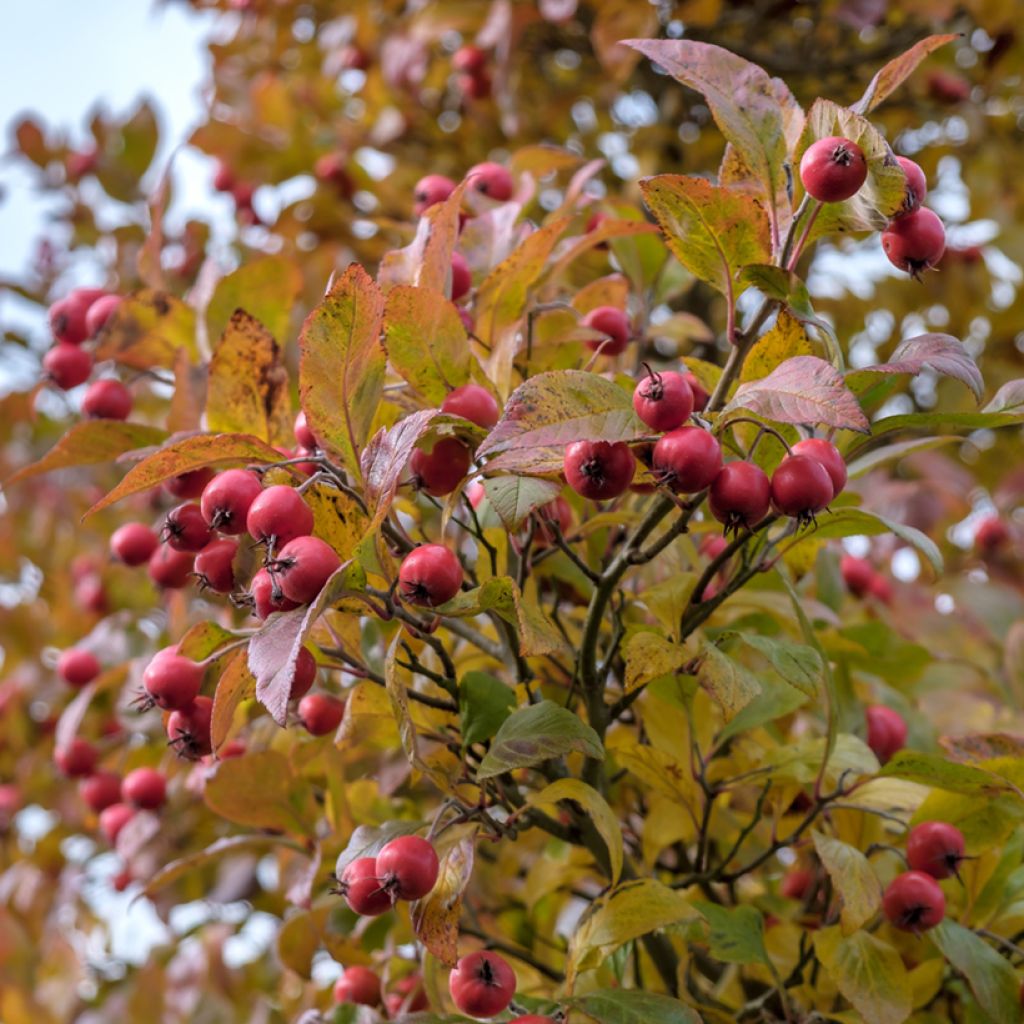 Espino de espolones - Crataegus crus-galli