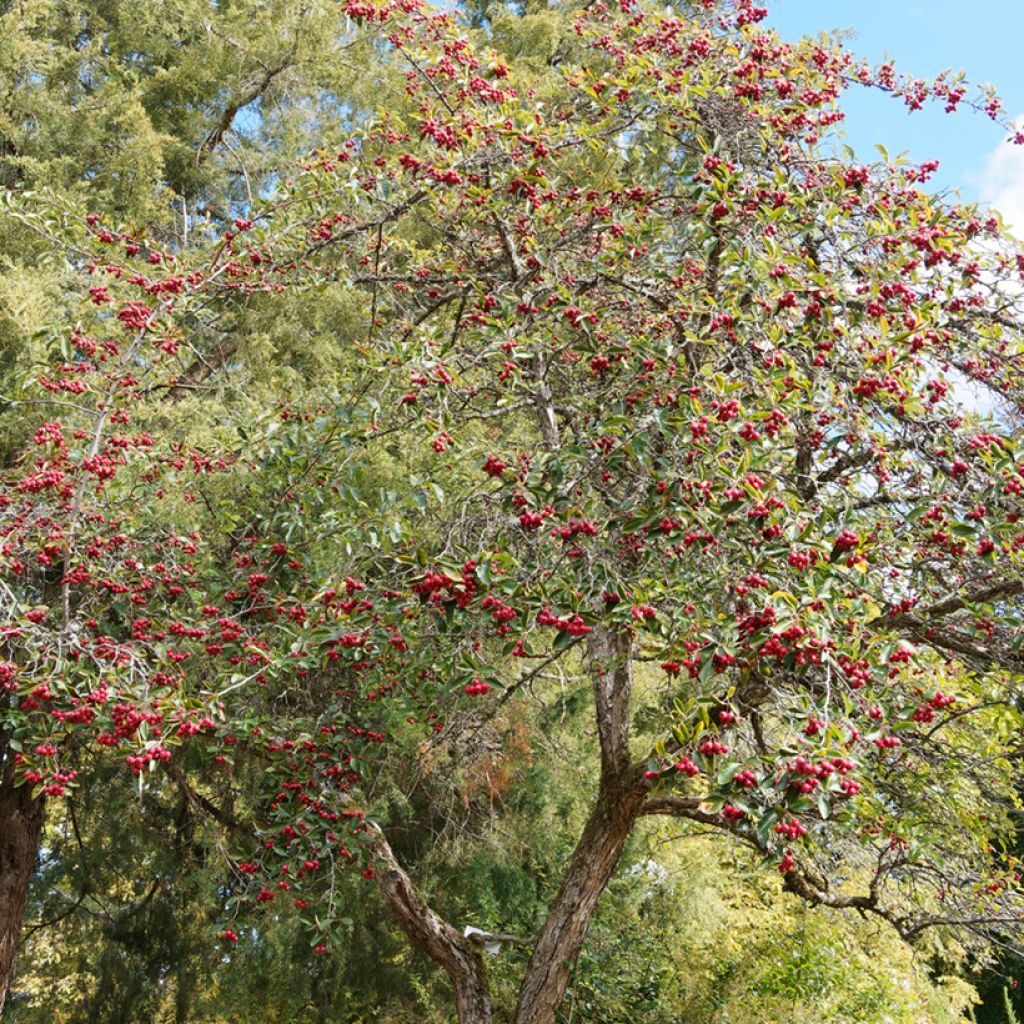 Espino de espolones - Crataegus crus-galli