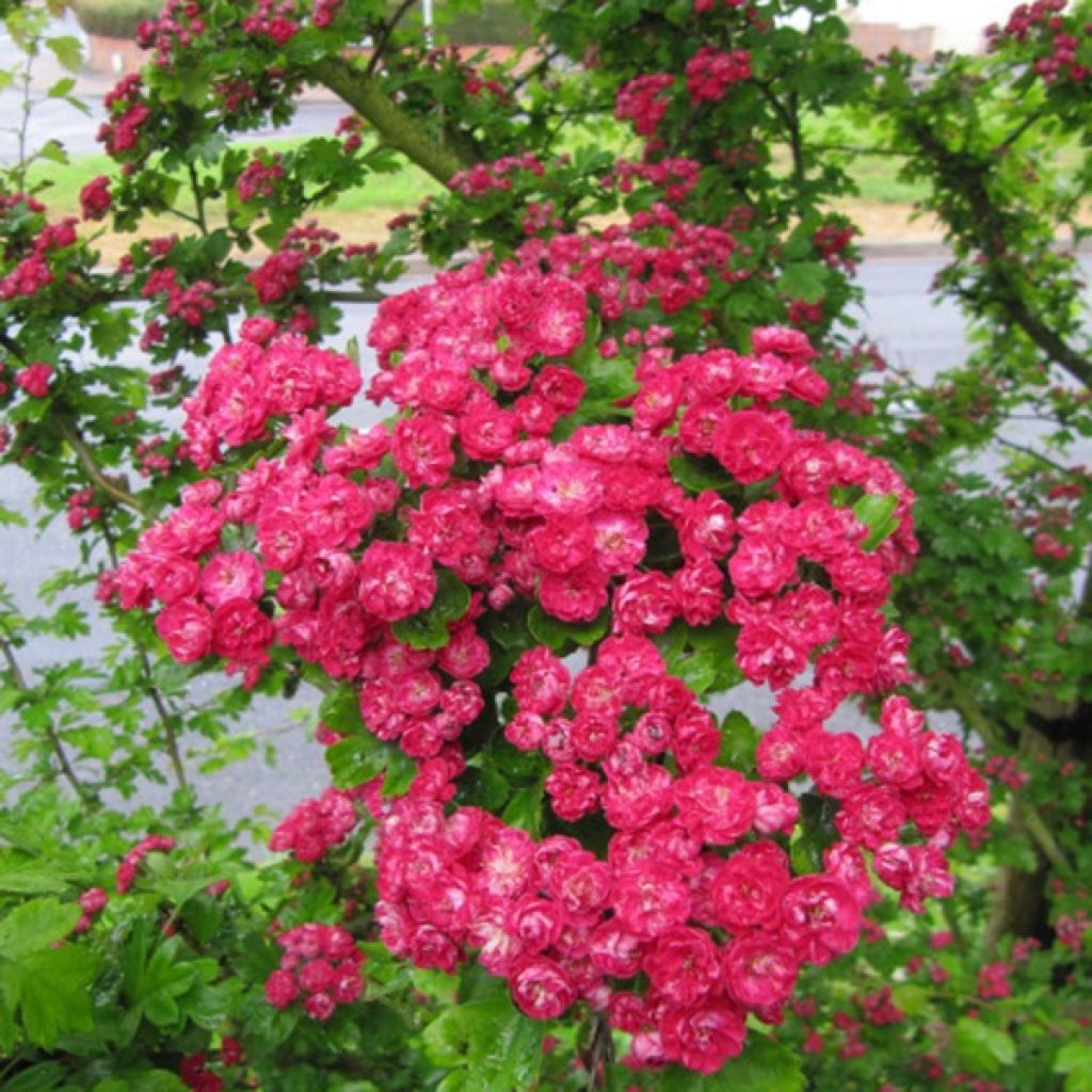 Espino blanco - Crataegus laevigata Paul's Scarlet