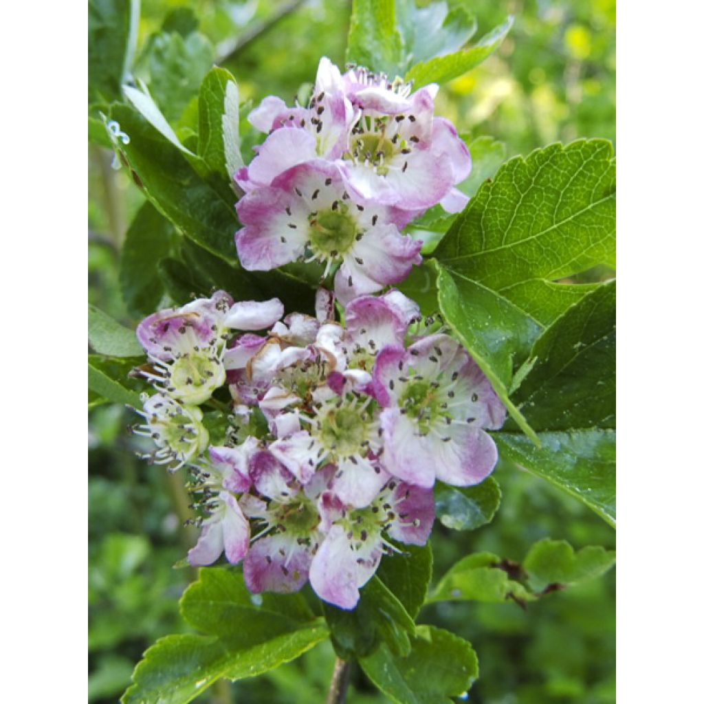 Crataegus monogyna Versicolor - Espino albar