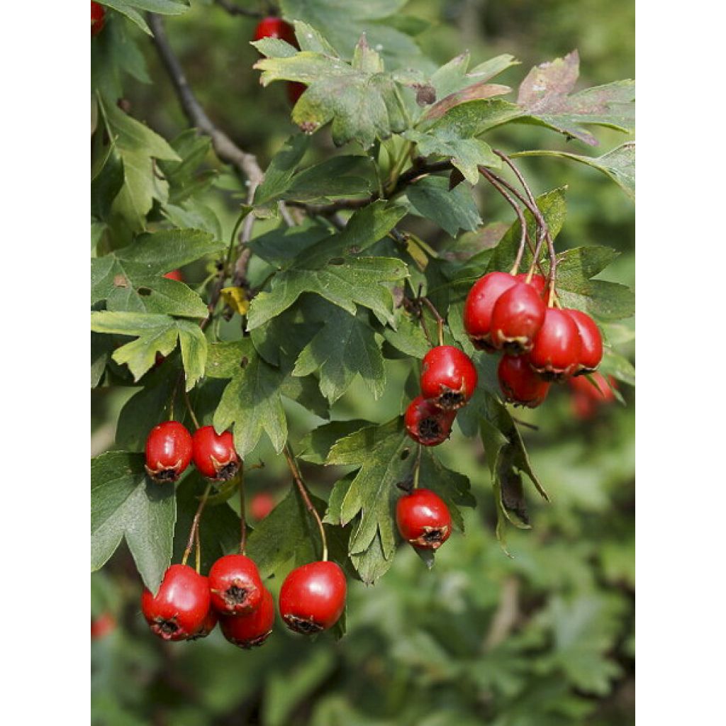 Crataegus monogyna Versicolor - Espino albar