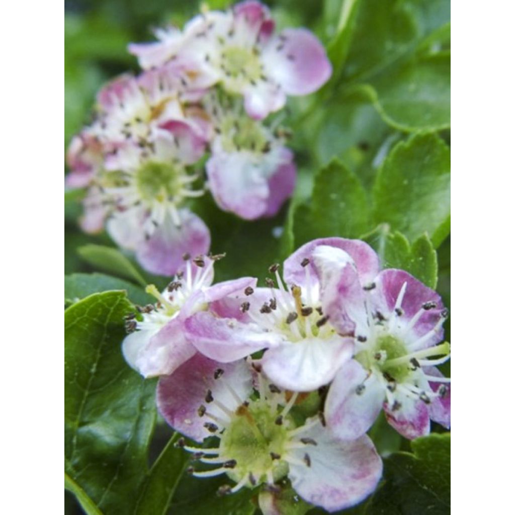 Crataegus monogyna Versicolor - Espino albar
