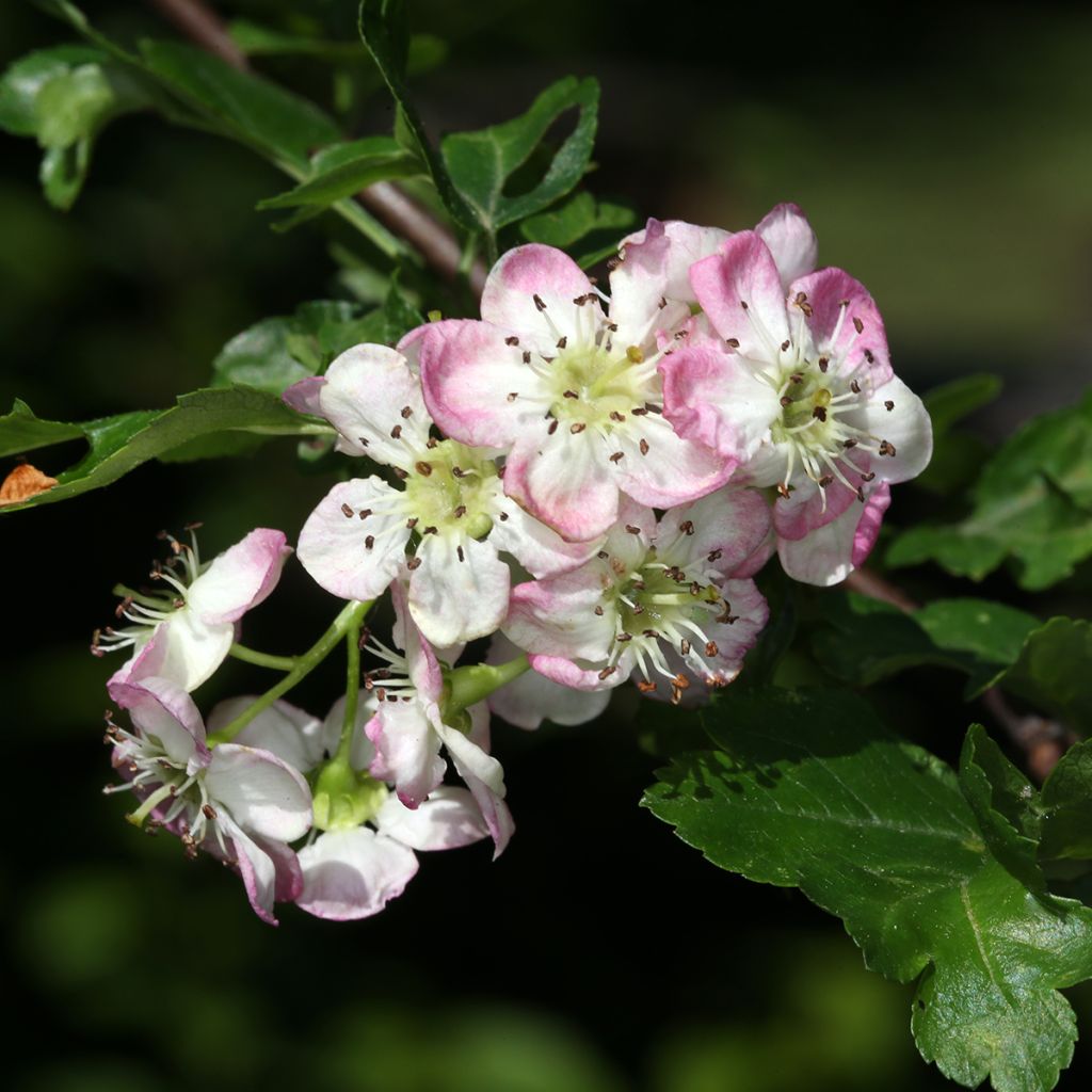Crataegus monogyna Versicolor - Espino albar