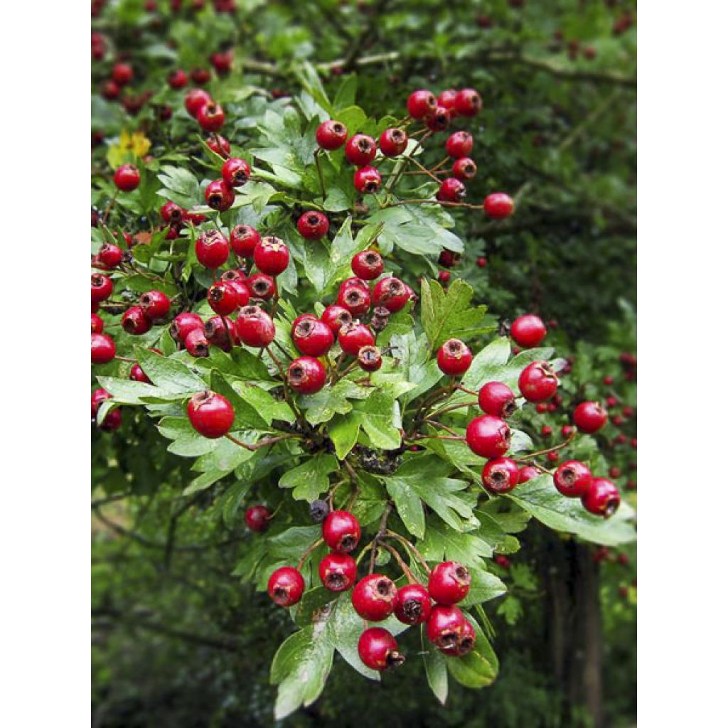 Crataegus monogyna Xanthocarpa - Espino albar