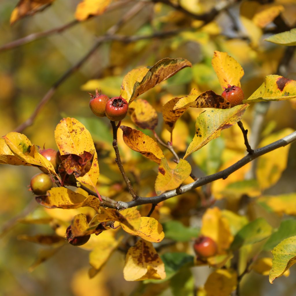 Crataemespilus grandiflora