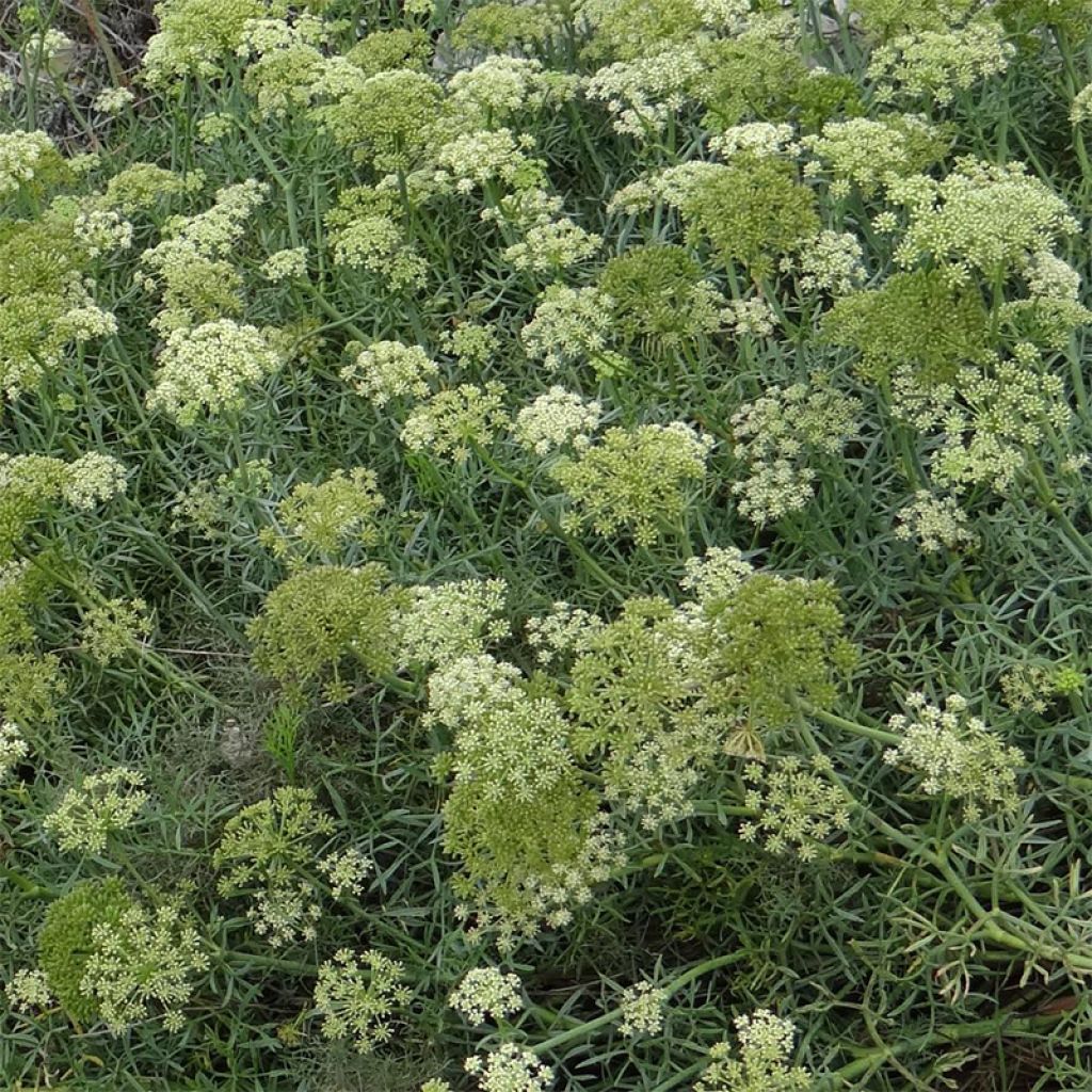 Hinojo marino - Crithmum maritimum