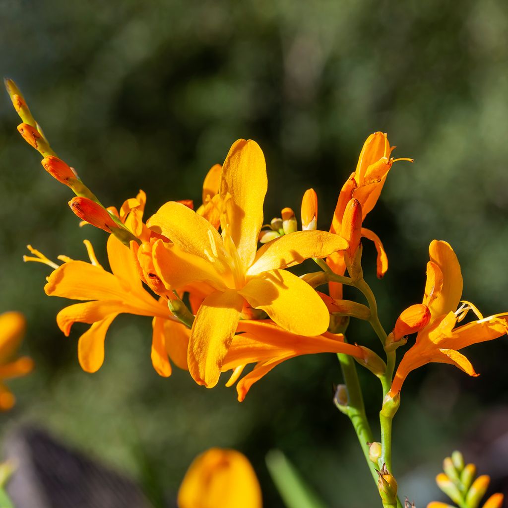 Crocosmia Disco Dancer