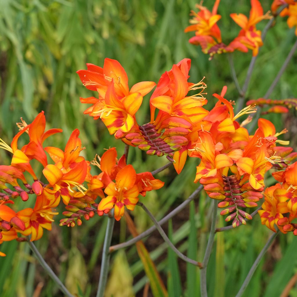 Crocosmia Firestarter