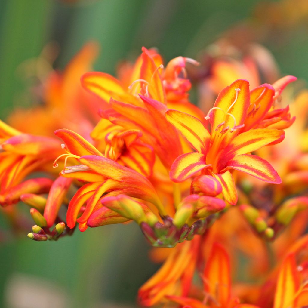 Crocosmia Firestarter