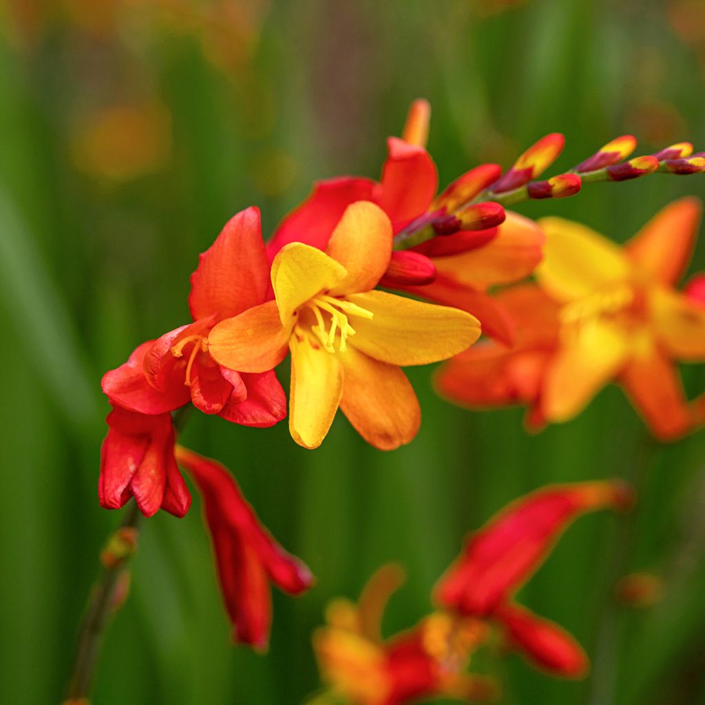 Crocosmia Harlequin