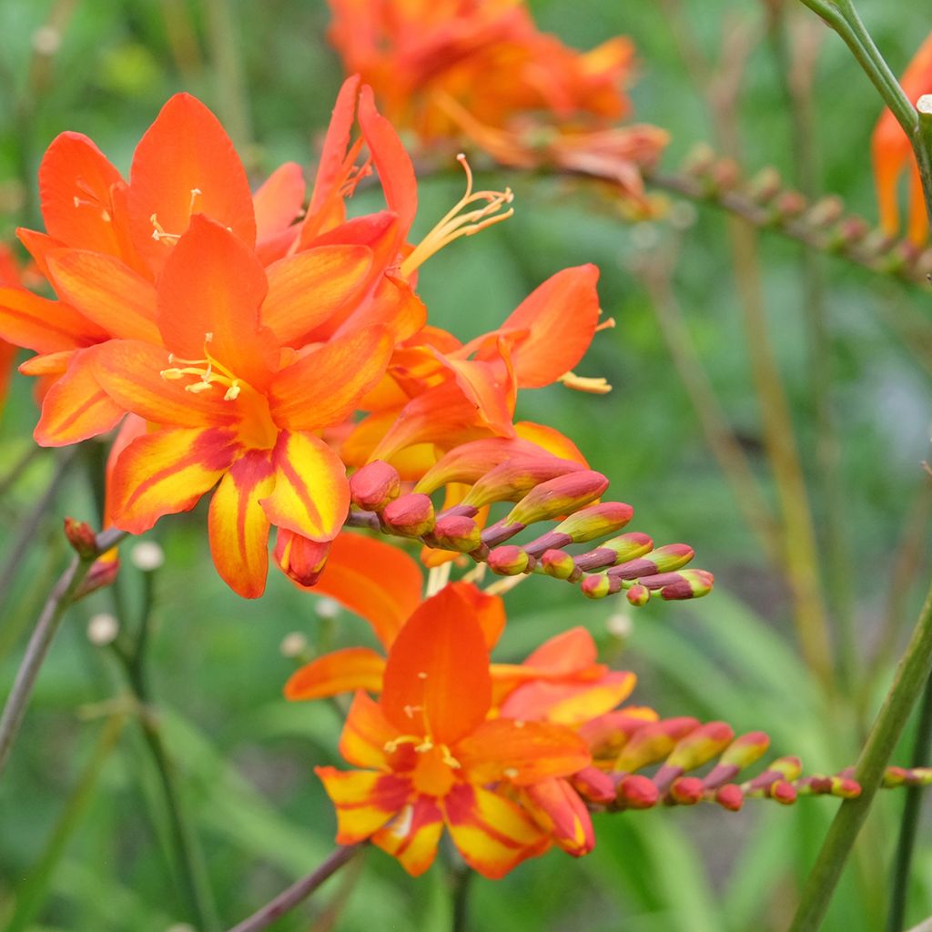 Crocosmia Scorchio