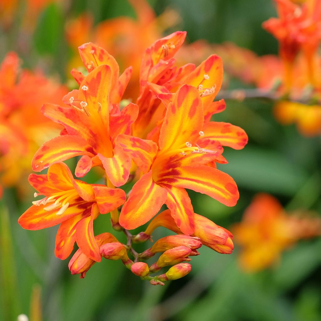 Crocosmia Scorchio