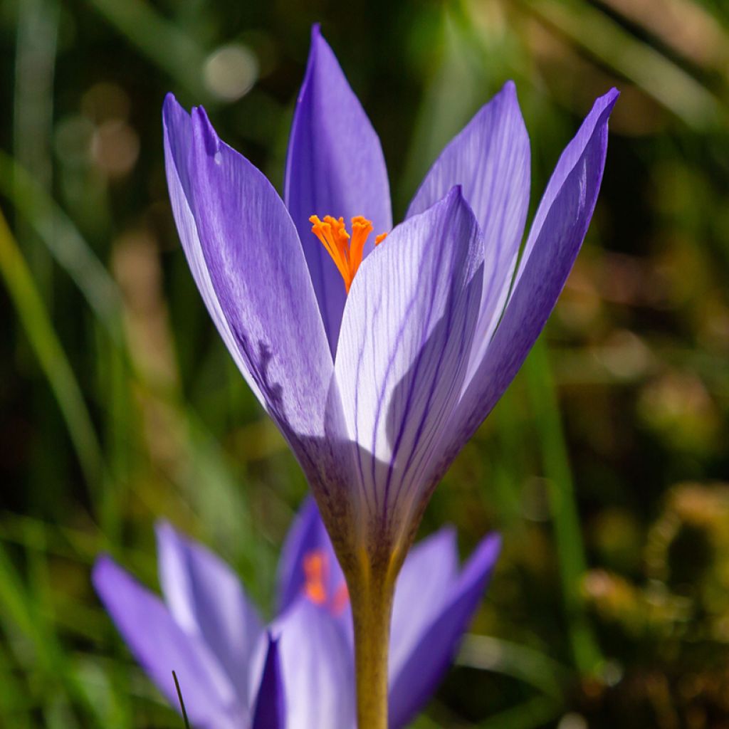 Crocus speciosus Artabir - Croco de otoño